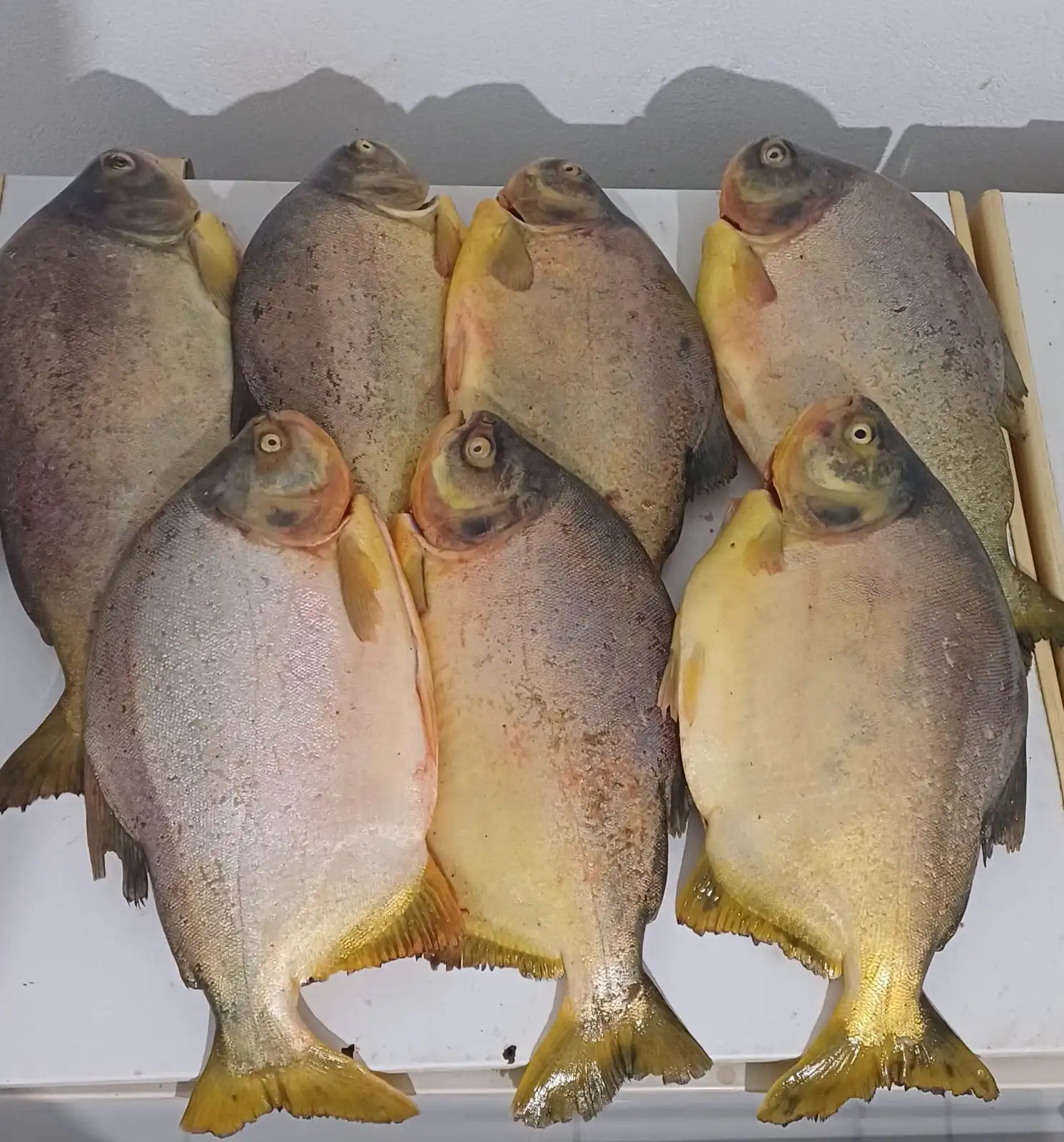 Pacu Inteiro