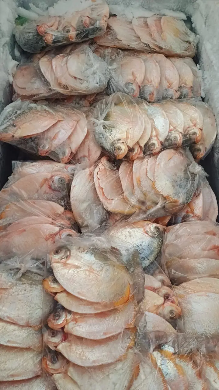 Pacupeva em postas