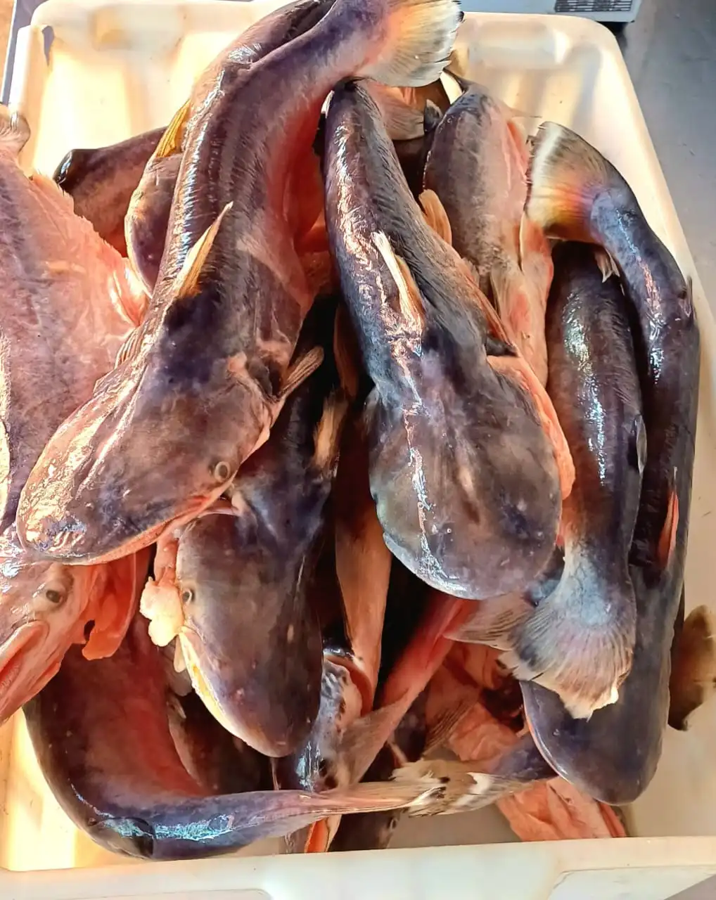 Peixe Palmito do Rio Paraguai