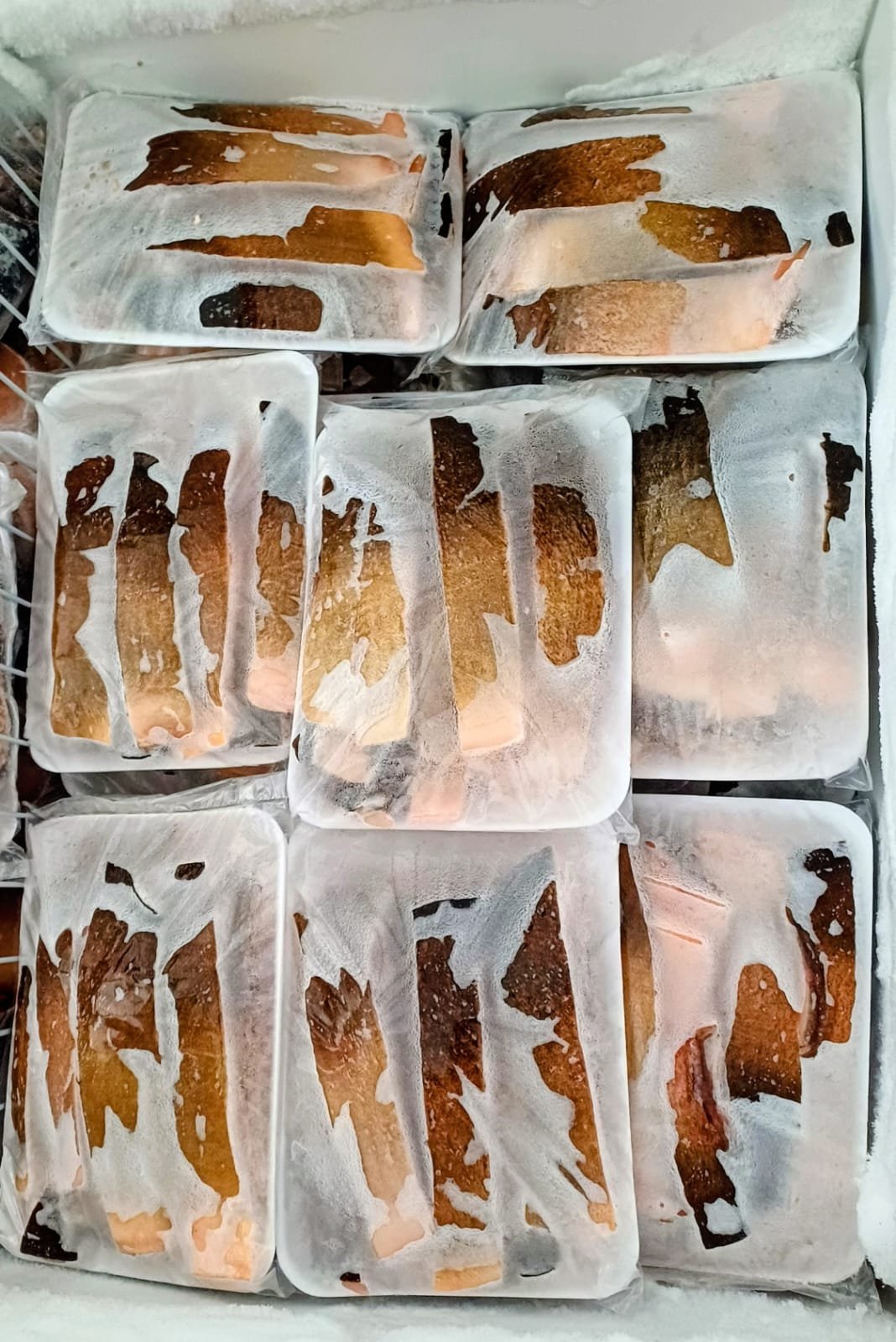 ventrecha de pacu do rio